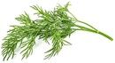 Click And Grow Smart Garden Refill 3-pack - Dill