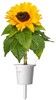 Click And Grow Smart Garden Refill Blommor 3-pack