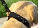 SiGN Dog Collar (AirTag)